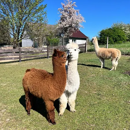 Alloggio per agriturismo Dzika Zagroda Dziemiany